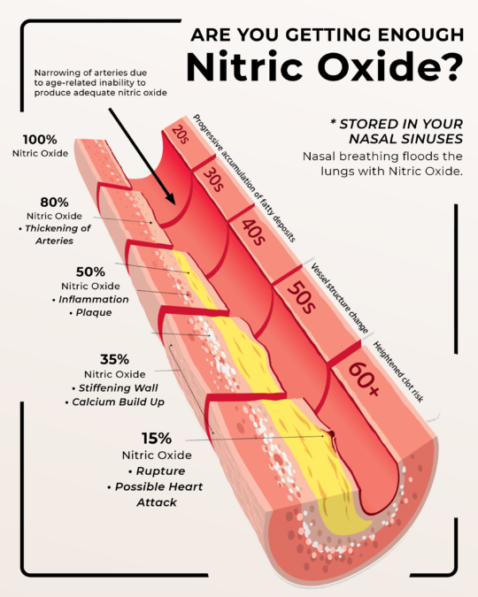 Nitric Oxide And Heart Health Save The Young Heart